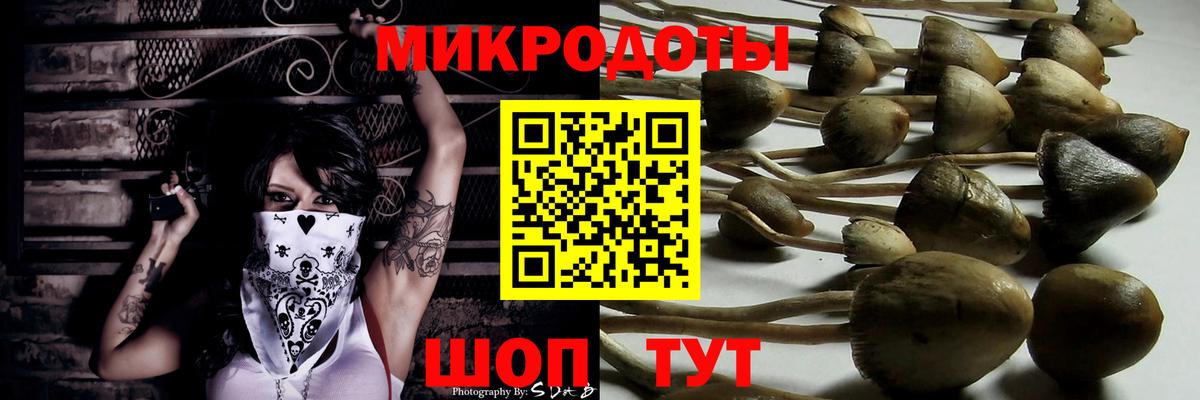 Псилоцибиновые грибы Psilocybine cubensis Кувандык